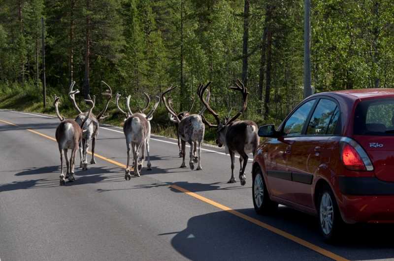 łowienie w skandynawii